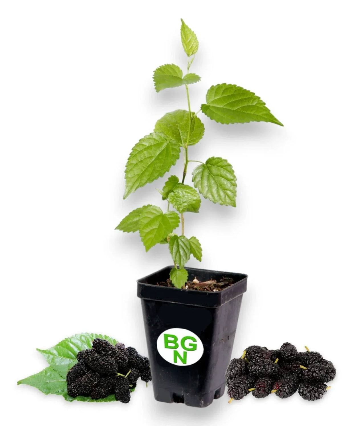 Dwarf Black Mulberry Live Plant - Everbearing Morus Nigra - Compact Fruit-Bearing Garden Plant for Small Spaces