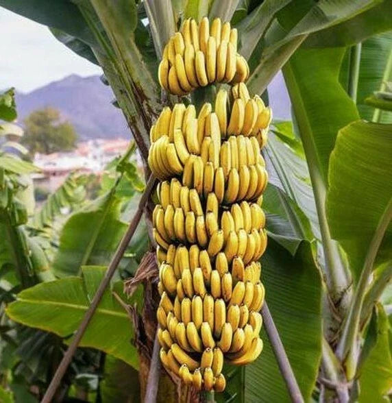 Dwarf Cavendish Banana Starter Plant in Pot - Musa acuminata - Healthy, Well-Rooted for Home Garden - Fast-Growing Tropical Plant