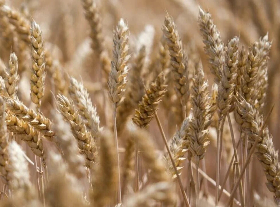 Einkorn Wheat Seeds - 300 Organic Seeds - Triticum monococcum - Ancient Grain for Home Gardening & Cooking