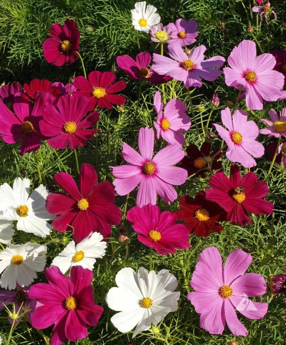 Dwarf Cosmos Seed Mix - Colorful Flowers, Pollinator Friendly, Cosmos bipinnatus - Short & Compact Garden Seeds
