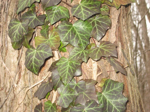 Live English Ivy Cuttings 10ft with Roots - Hedera helix - Indoor/Outdoor Climbing Plant for Home Decor