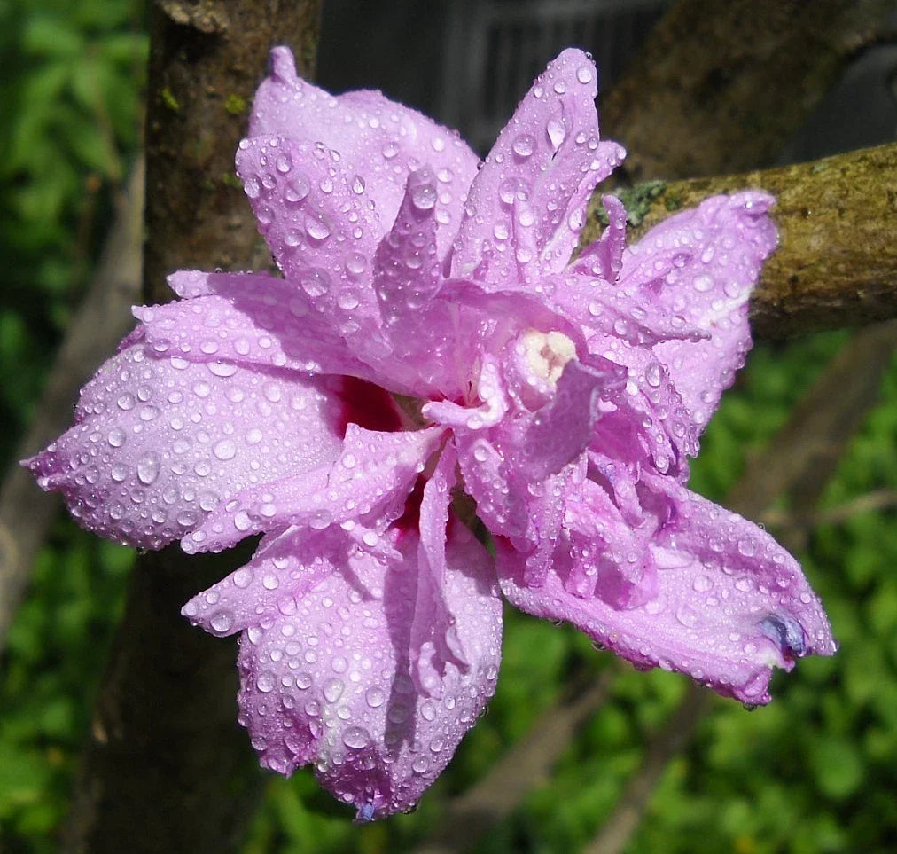 20 Cuttings Rose of Sharon Hibiscus Syriacus Flowering Bush for Rooting - Hardy Garden Plant Cuttings, Easy to Grow
