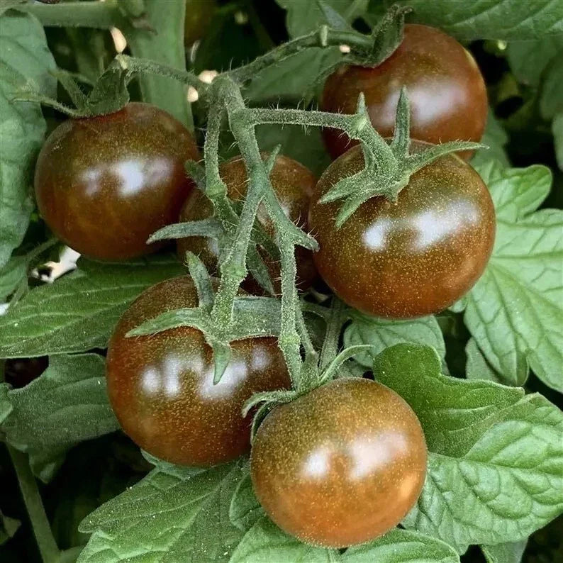 Brown Berry Tomato Seeds - 120+ Heirloom Non-GMO Organic - Solanum lycopersicum - Rare Variety for Home Gardening