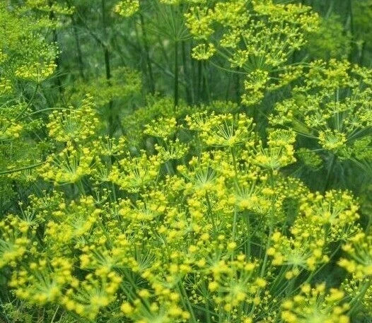 Bouquet Dill Seeds 500+ Pack for Herb Garden, Ideal for Pickling & Dips, Anethum graveolens, Attracts Butterflies