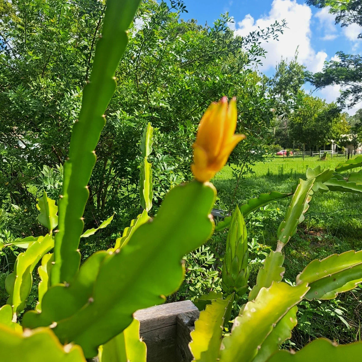 Mystery Dragonfruit Cuttings - 4+" Fully Rooted - Hylocereus spp. - 4 Possible Varieties for Unique Garden Growth