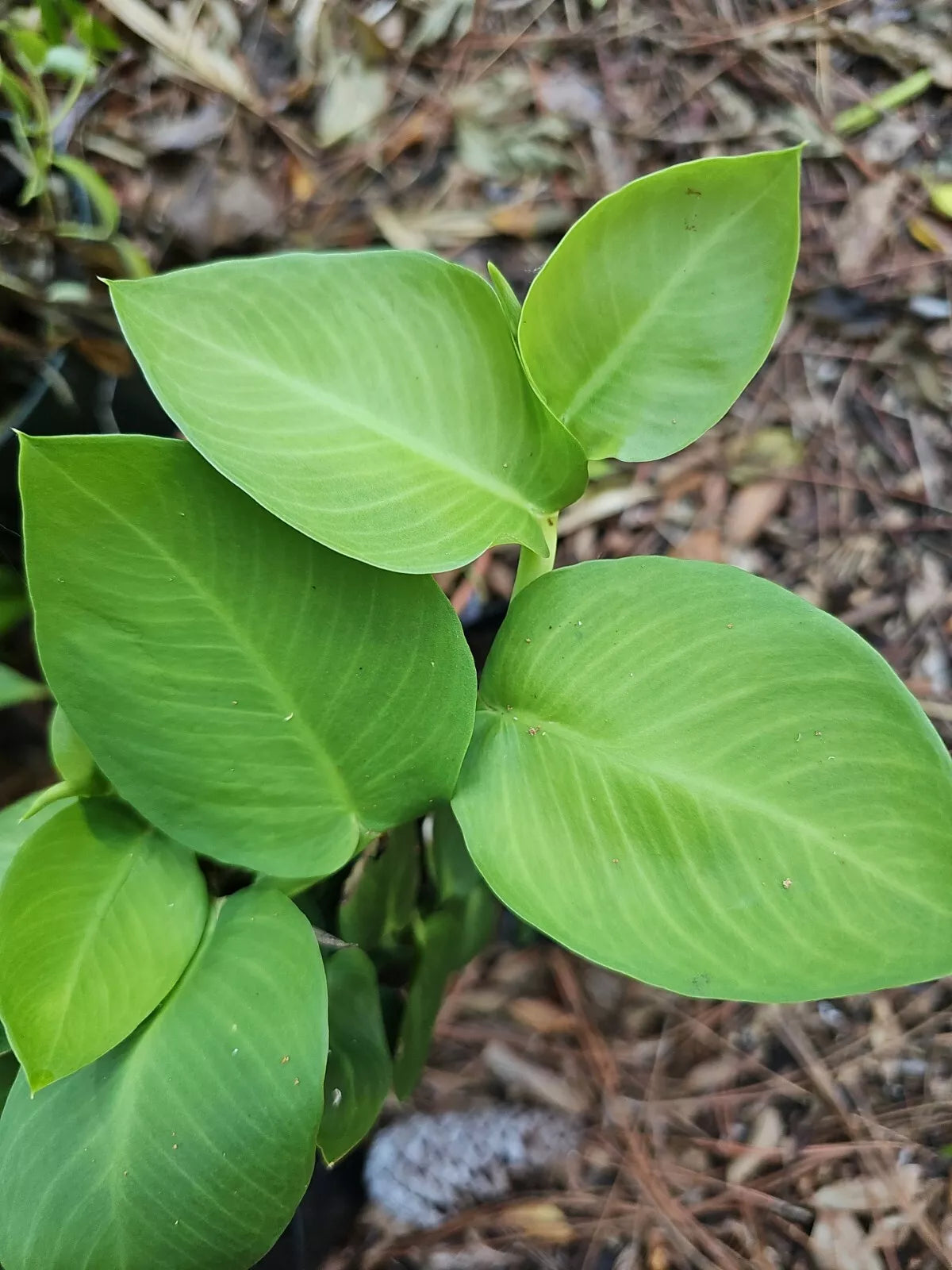 Rhaphidophora hayi Cutting - One Node Fresh Shingling Plant - Tropical Indoor Houseplant - Ideal for Propagation and Display