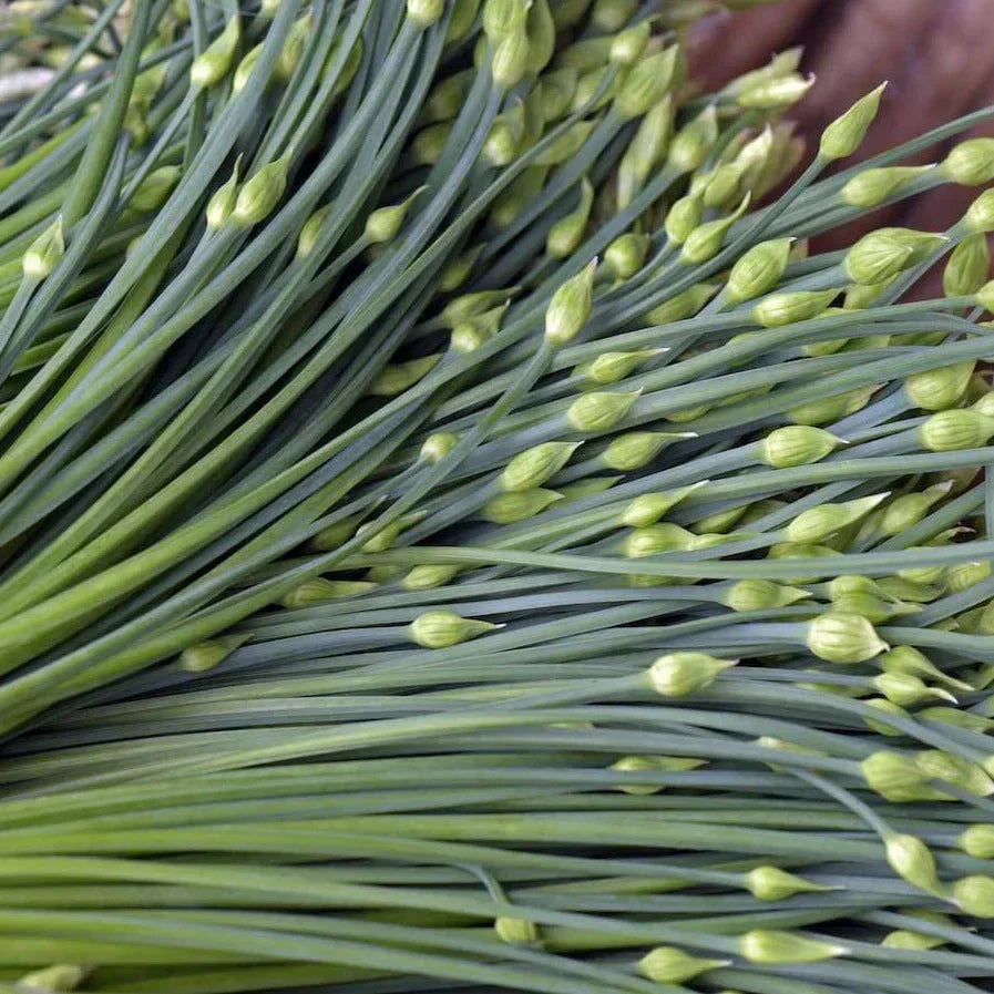 Chinese Garlic Chives Seeds - 500+ Count - Broad Leaf - Allium tuberosum - Ideal for Culinary Use and Home Gardening