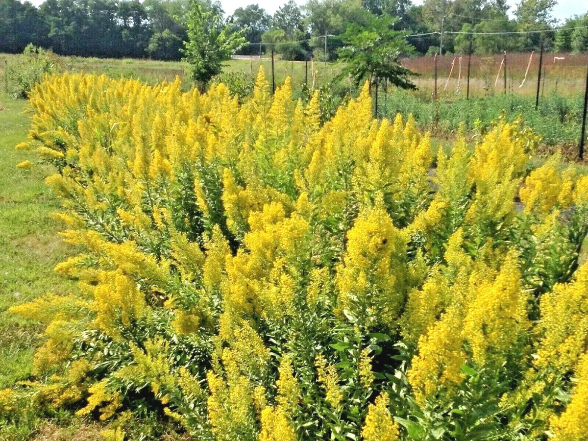 Goldenrod Seeds - 101+ Showy Perennial Wildflower - Solidago speciosa - Autumn Blooming Native Plant for Pollinators