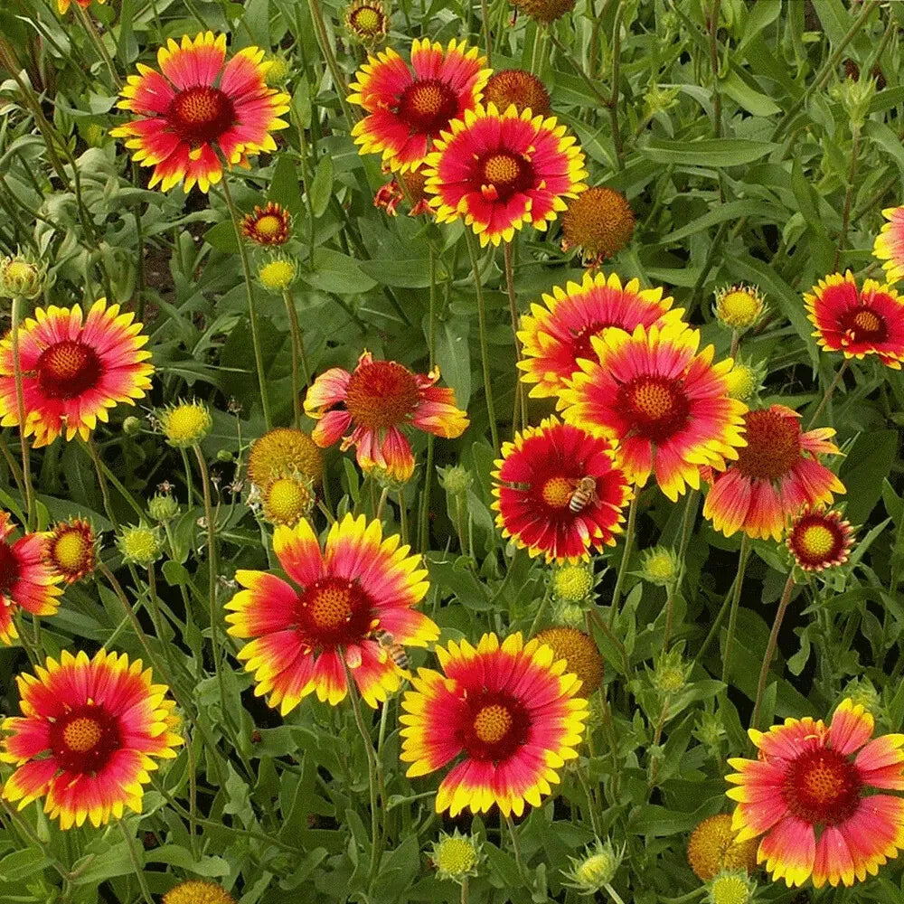 Indian Blanket Seeds - 315 Drought Resistant Seeds - Gaillardia pulchella - Vibrant Wildflower Garden Planting