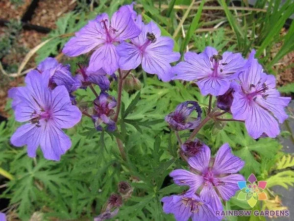 Malviflorum Geranium Seeds - 25+ Premium Seeds for Vibrant Pink, White, Lavender Blooms - Geranium malviflorum - USA Grown