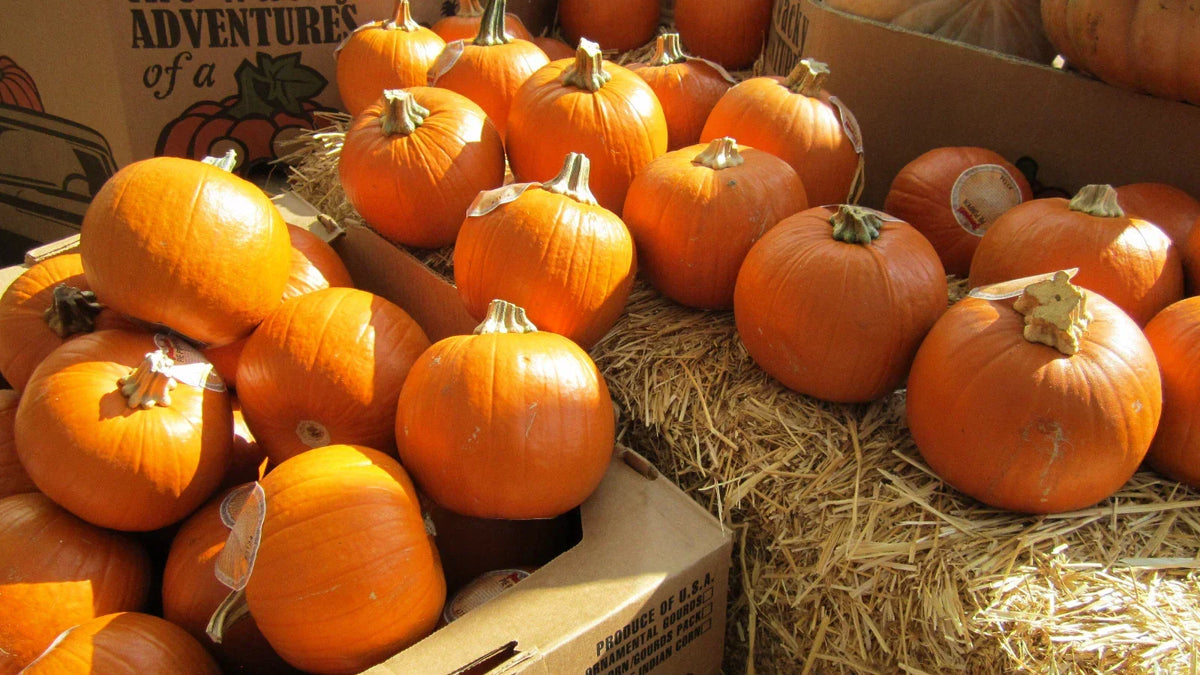 Sugar Pie Pumpkin Seeds - 7 Seeds - Sweet Flavor for Pies - Cucurbita pepo - Compact & Round Heirloom Variety