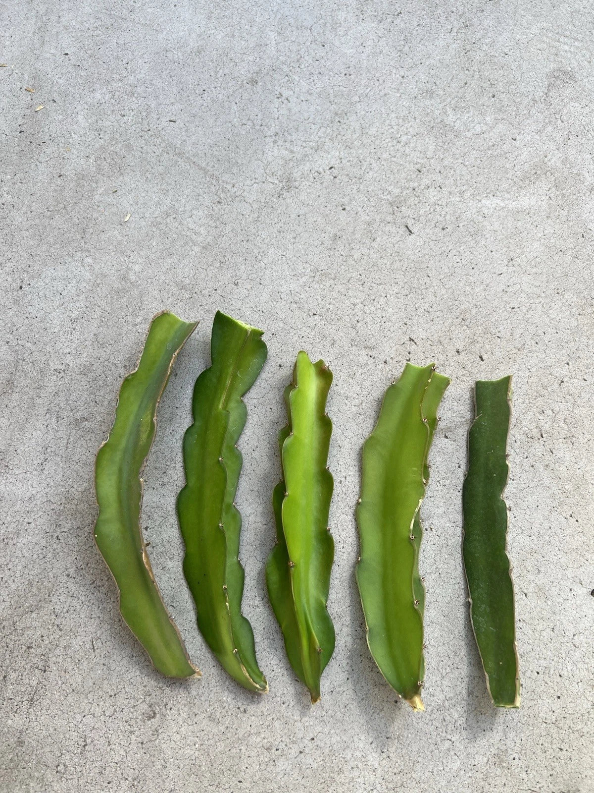 5 Pcs Dragon Fruit Cuttings 8” White Pitaya Cactus - Hylocereus undatus - Ready to Plant Fresh Cuttings for Easy Gardening