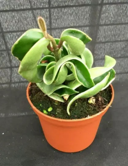 Hoya Compacta Variegated Rooted Plant 2.5" Pot - Hoya carnosa compacta 'Variegata' - Unique Twisted Leaves for Indoor Spaces