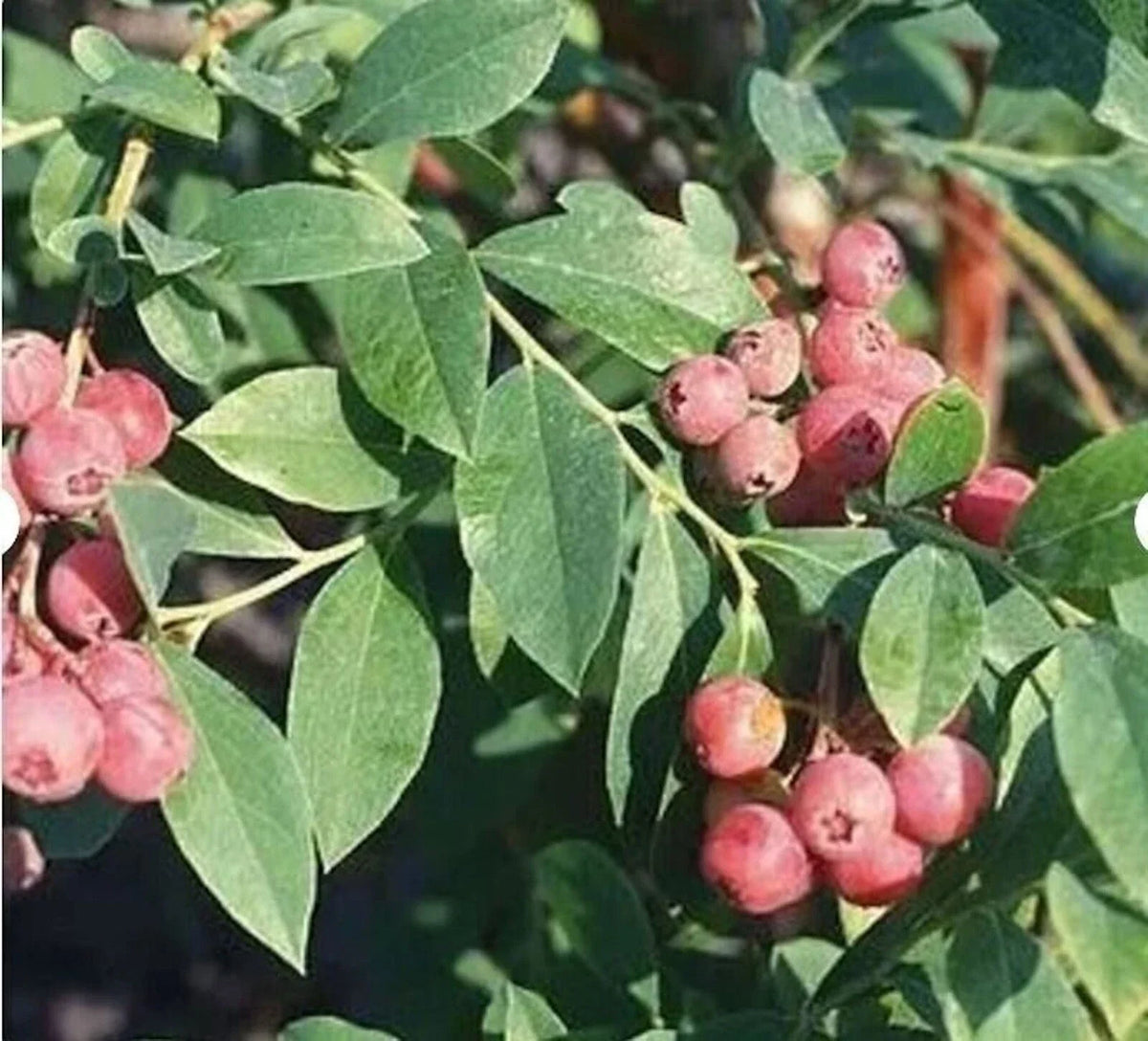 Florida Rose Blueberry Plant - 3 Starter Plants, Edible Pink to Red Berries, Vaccinium spp., Self-Fertile, Rabbiteye Hybrid