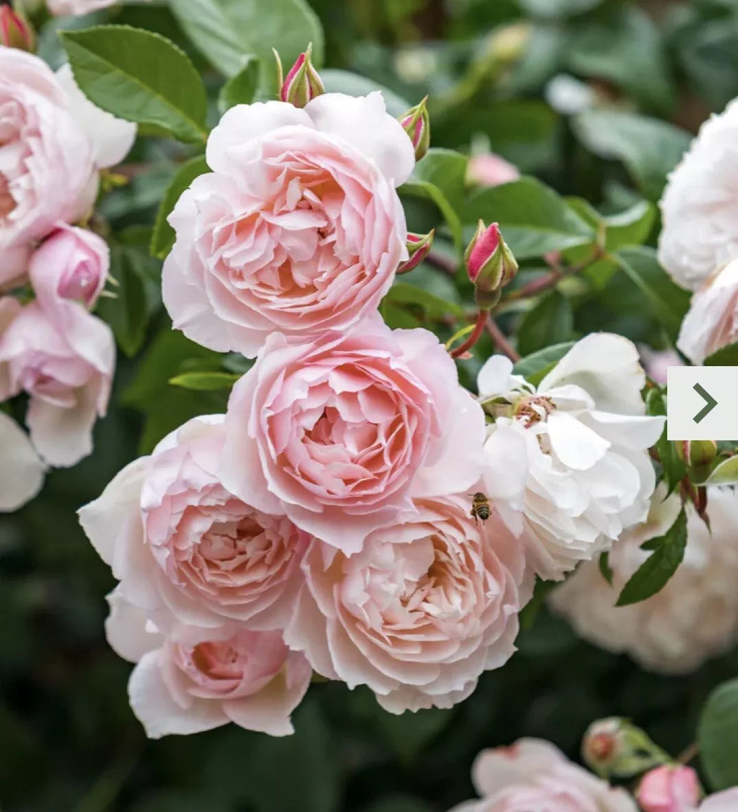 Climbing Rose Cutting 5-8" Pink Unrooted Cutting Rosa spp. - Vibrant Garden Rose for Easy Propagation and Vertical Gardening
