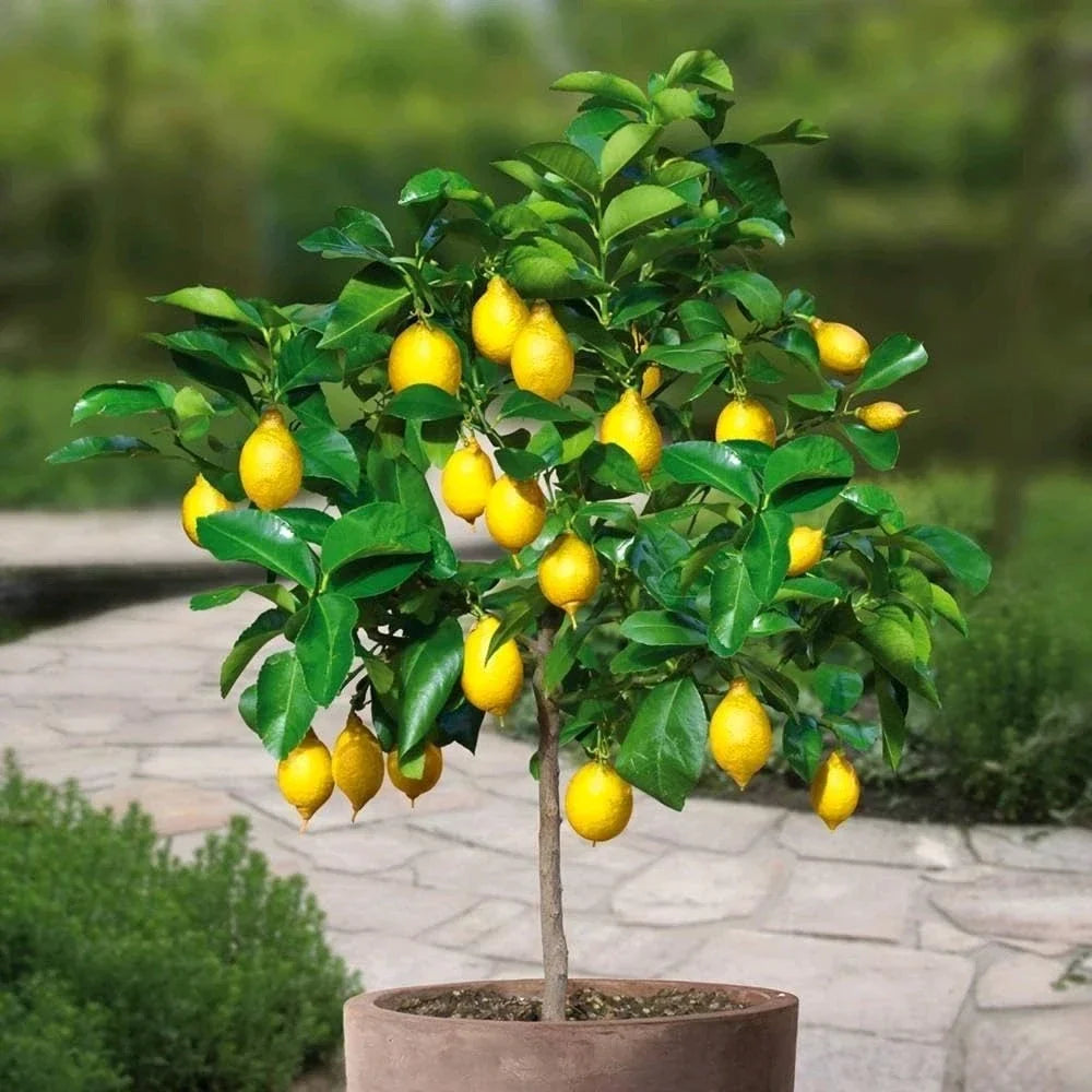 Meyer Lemon Tree 14-20" Live Citrus Plant Fruiting Variety Citrus limon var. meyeri for Indoor or Outdoor Gardening
