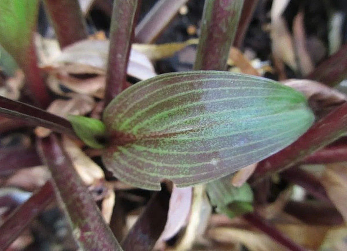 Hosta Plant 5.25" Pot Wisconsin Red Perennial Shade Hosta 'Wisconsin Red' - Heart-Shaped Leaves, Low Maintenance, Attracts Pollinators