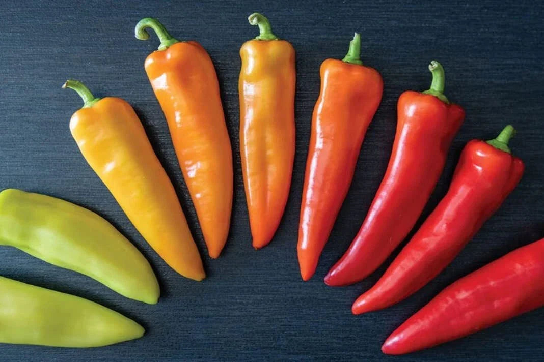 Hungarian Hot Wax Pepper Seeds (30 Seeds) - Capsicum annuum - Heirloom, Spicy Vegetable Seeds for Home Gardening