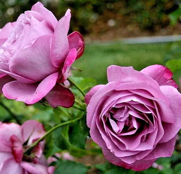 Rose Bush Live Plant 1-2 Ft Lavender Purple Heirloom Rosa 'Heirloom' Fragrant Hybrid Tea Garden Flower