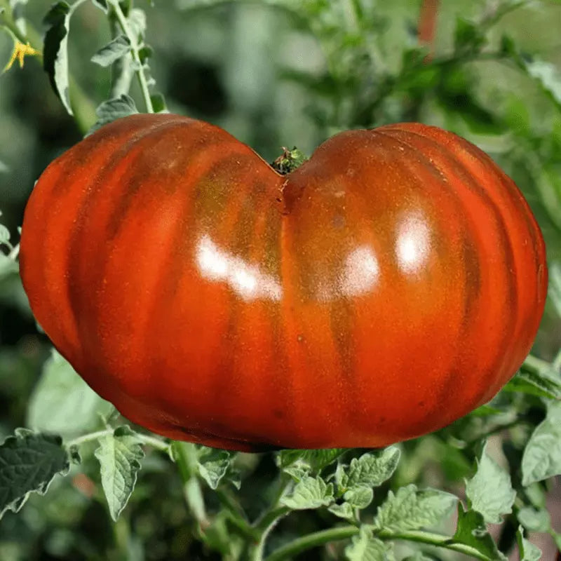 Paul Robinson Tomato Seeds - Organic Heirloom - 10+ Non-GMO - Solanum lycopersicum - Rare Variety for Home Garden