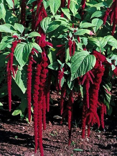 Amaranthus Seeds, 35 Seeds, Love Lies Bleeding, Edible Ornamental Plant, Amaranthus caudatus