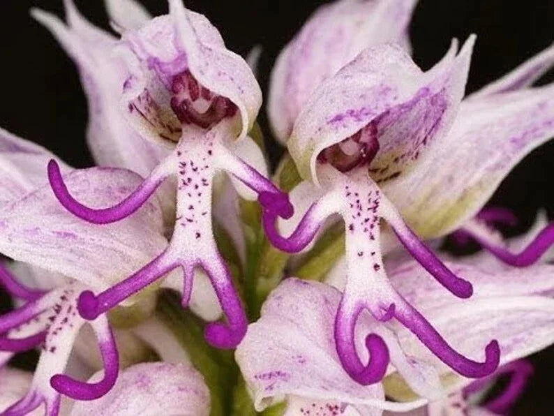 Italian Man Orchid Seeds - 50 Pcs - Orchis italica Poir. - Rare Flowering Orchid for Gardening and Plant Enthusiasts