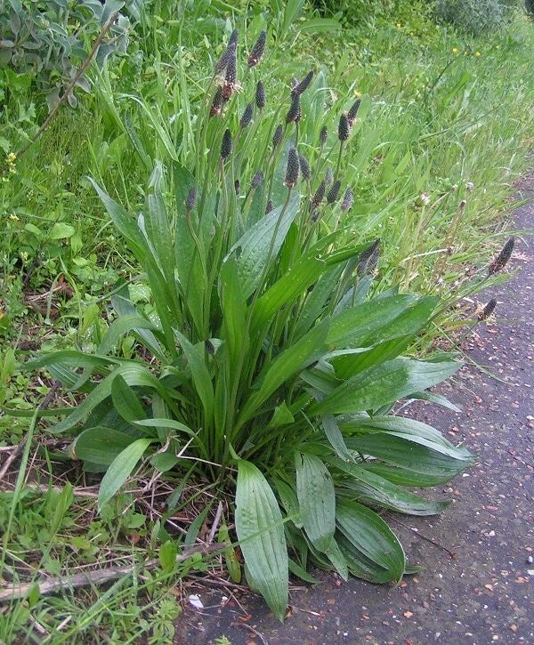 Plantain Seeds 100 Count Organic Medicinal Herb Plantago lanceolata Non-GMO for Home Garden