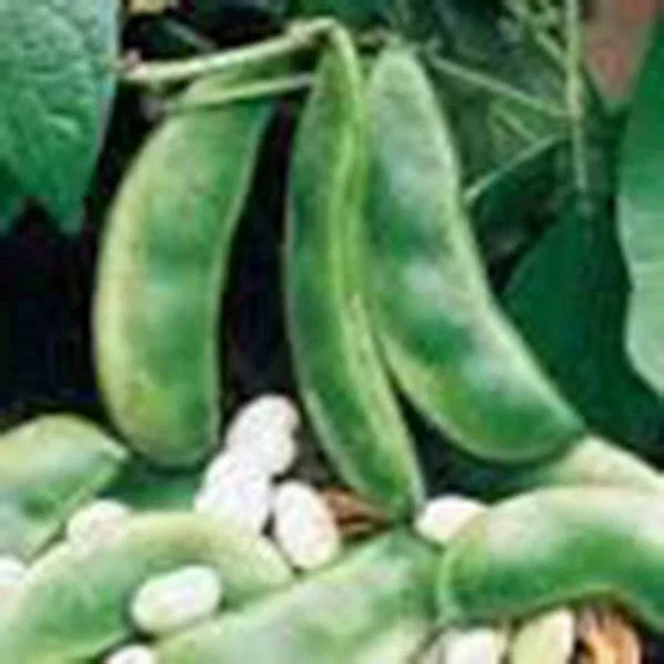 Lima Bean Seeds, 50+ Non-GMO Henderson Bush, Great Tasting & Healthy, Phaseolus lunatus