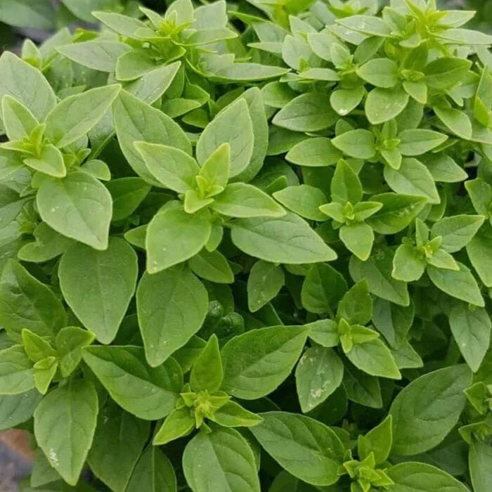 Dwarf Greek Basil Seeds - 200+ Non-GMO Culinary Herb - Ocimum basilicum 'Greek' for Cooking and Gardening