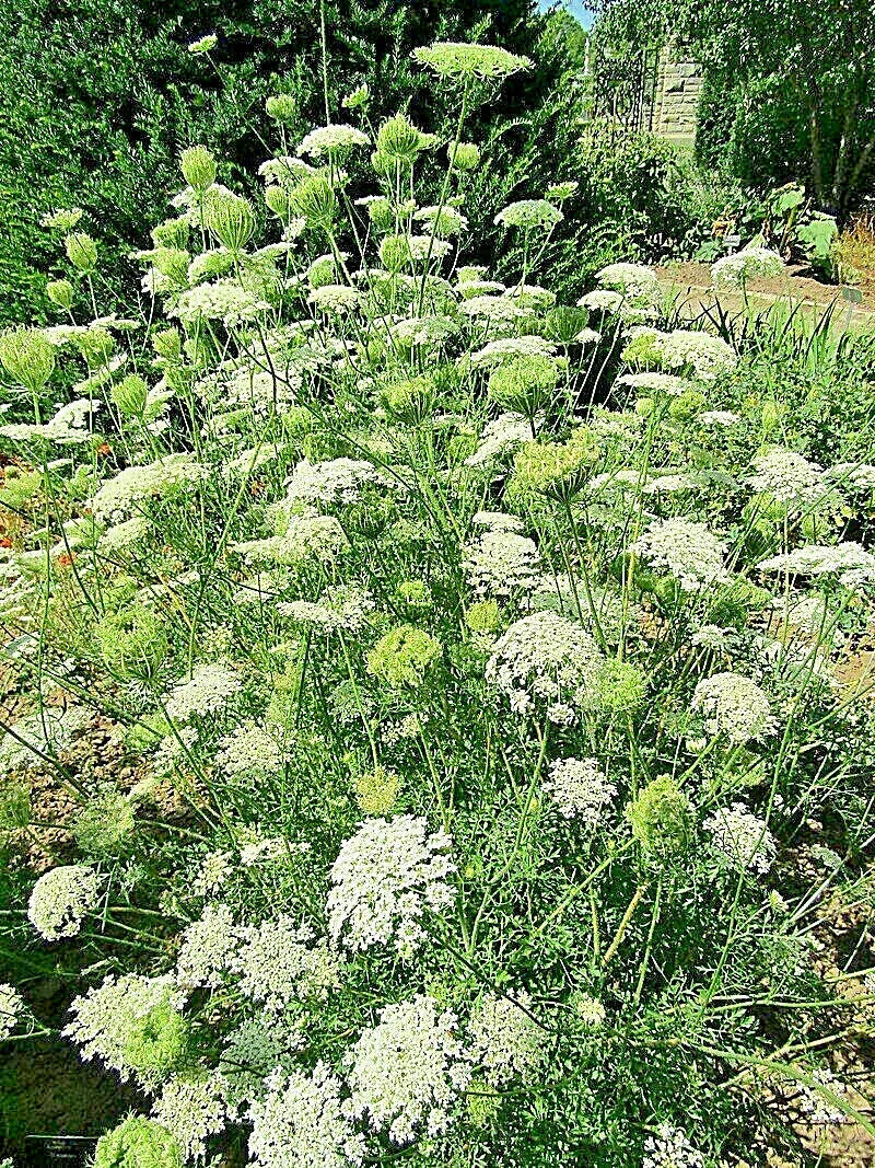 Queen Anne's Lace Seeds - Bulk 1005 Seeds - Wild Carrot - Daucus Carota - Attracts Pollinators - Summer Blooming Wildflower