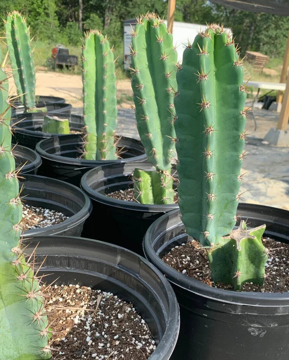 Peruvian Apple Cactus Cutting 12" Monstrose Cereus peruvianus Unrooted for Indoor/Outdoor Gardens, Unique Twisting Growth