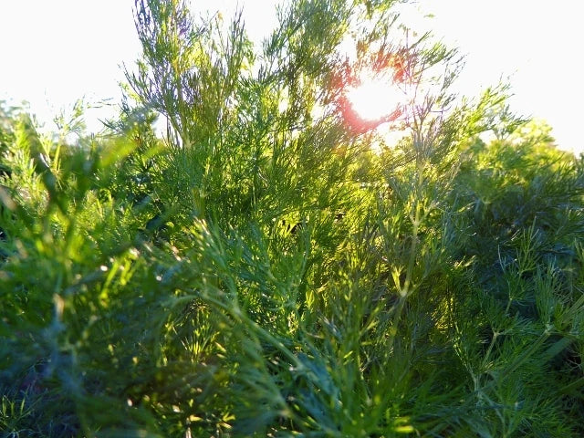 Dill Seeds Packet - Long Island Mammoth Variety - Anethum graveolens - Non-GMO Fresh Herb Seeds for Gardening