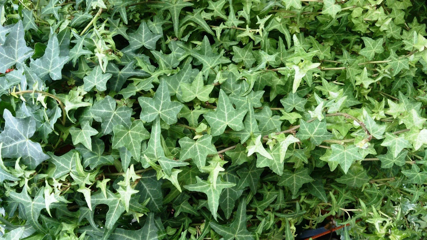 English Ivy Cuttings - 6 Inch Live Plant Cuttings - Easy to Grow Perennial - Hedera helix - Indoor/Outdoor Decor