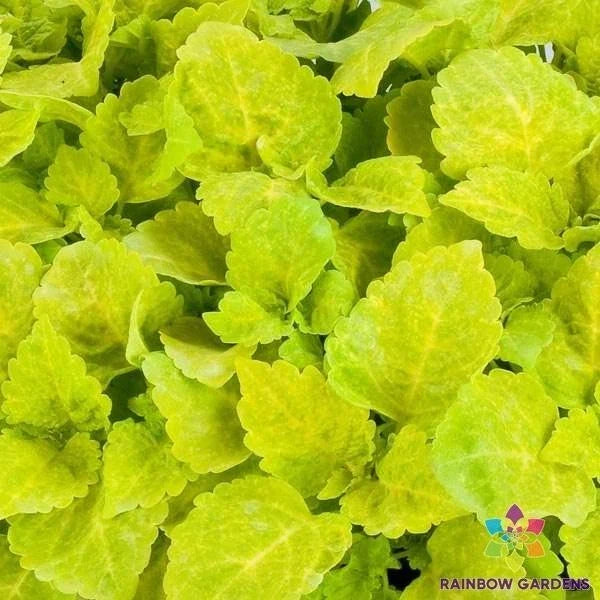 Coleus Seeds Pack - 25+ Fairway Yellow - Vibrant Foliage for Garden Planting - Plectranthus scutellarioides