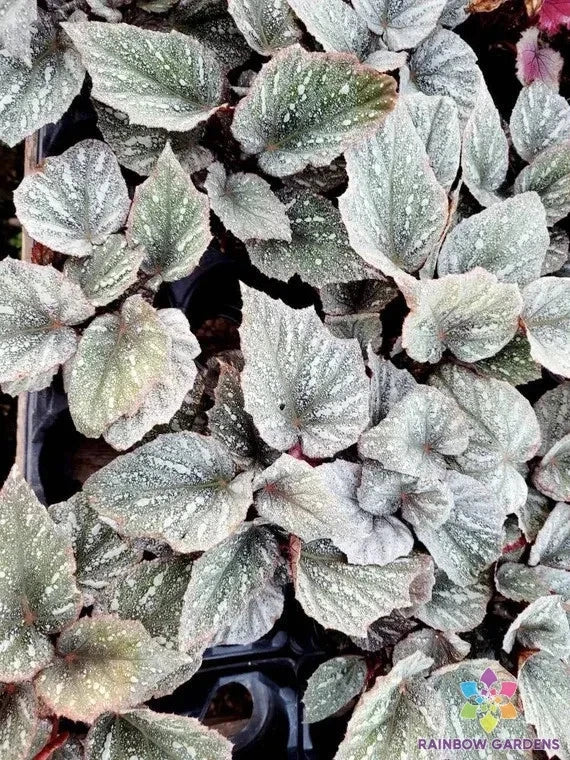 White Weeping Begonia Seeds - 25+ Seeds - Begonia pendula - Ideal for USA Gardens, Easy to Grow, Non-GMO, Attracts Pollinators