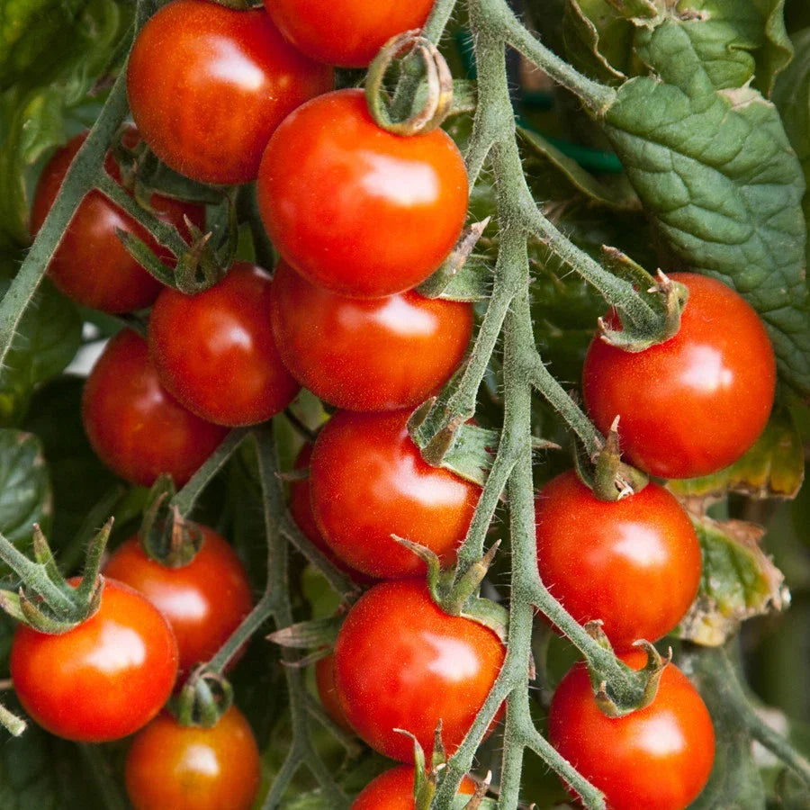 Small Red Cherry Tomato Seeds - NON-GMO, Garden Salad Variety, Solanum lycopersicum, Ideal for Containers and Small Spaces