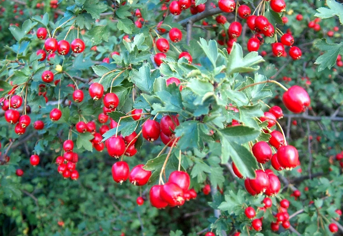 Wild Hawthorn Seeds - 20 Count Organic Crataegus monogyna - Native Plant Seeds for Garden and Wildlife Attraction