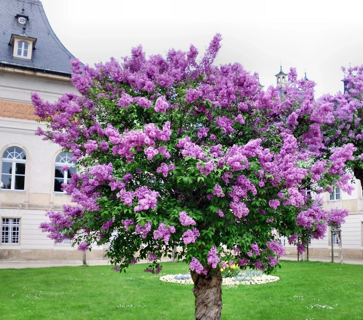 Persian Lilac Seeds | 30 Count | Fast Growing Sacred Tree | Melia azedarach | Drought Tolerant and Fragrant