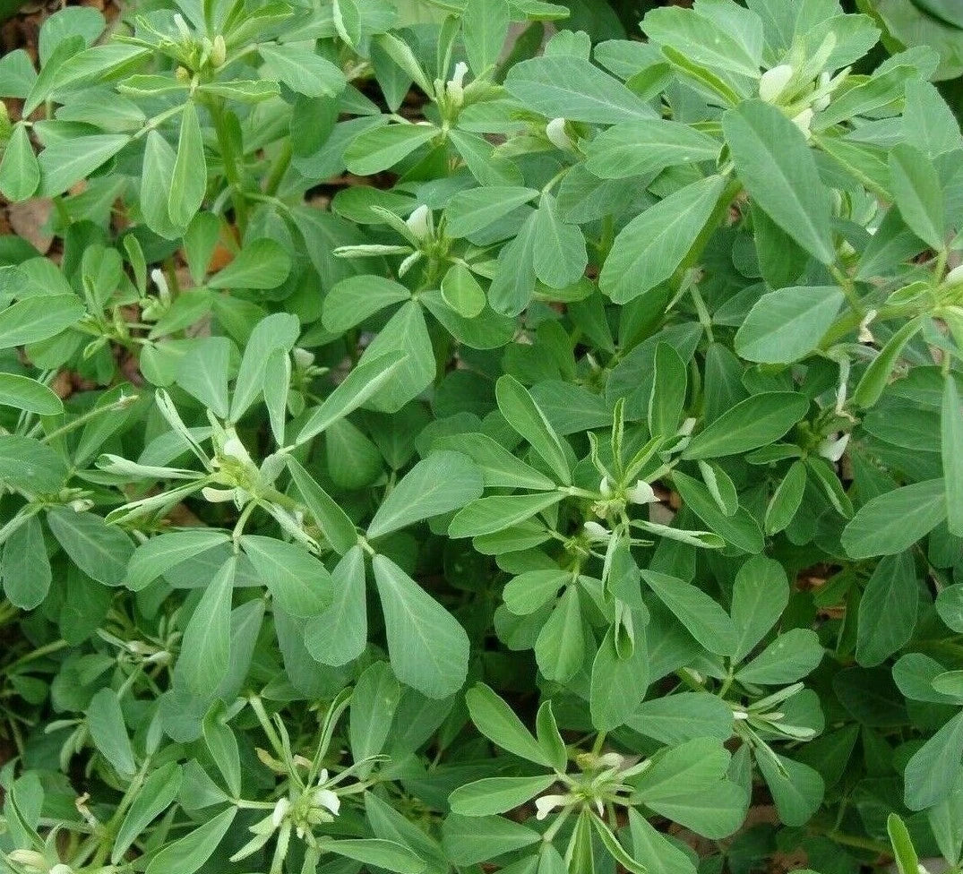 Fenugreek Seeds 100+ for Herb Garden, Organic Culinary Spice, Trigonella foenum-graecum, Non-GMO, Indian Flavor