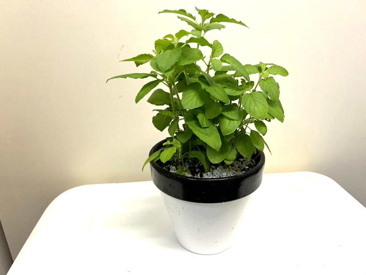 Holy Basil Plants - 5-8" Rooted Pots - Ocimum sanctum - Aromatic Culinary Herb - Buy 4 Get 2 Free - Free Shipping