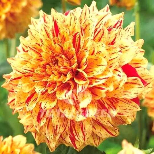 Dahlia Gloriosa Live Plant Bulb Tuber, Variegated Yellow Red, Large 6.5" Blooms, Dahlia variabilis 'Gloriosa'