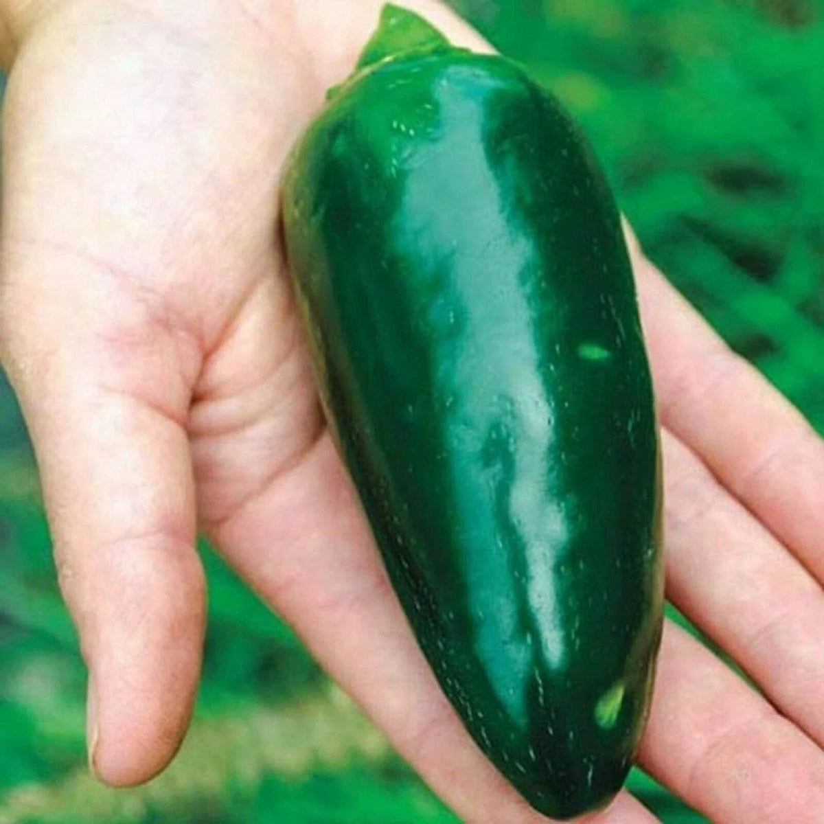 Green Giant Jalapeno Pepper Seeds - 25+ Pack - Capsicum annuum - USA Grown for Home Gardening, Hot Spicy Flavor