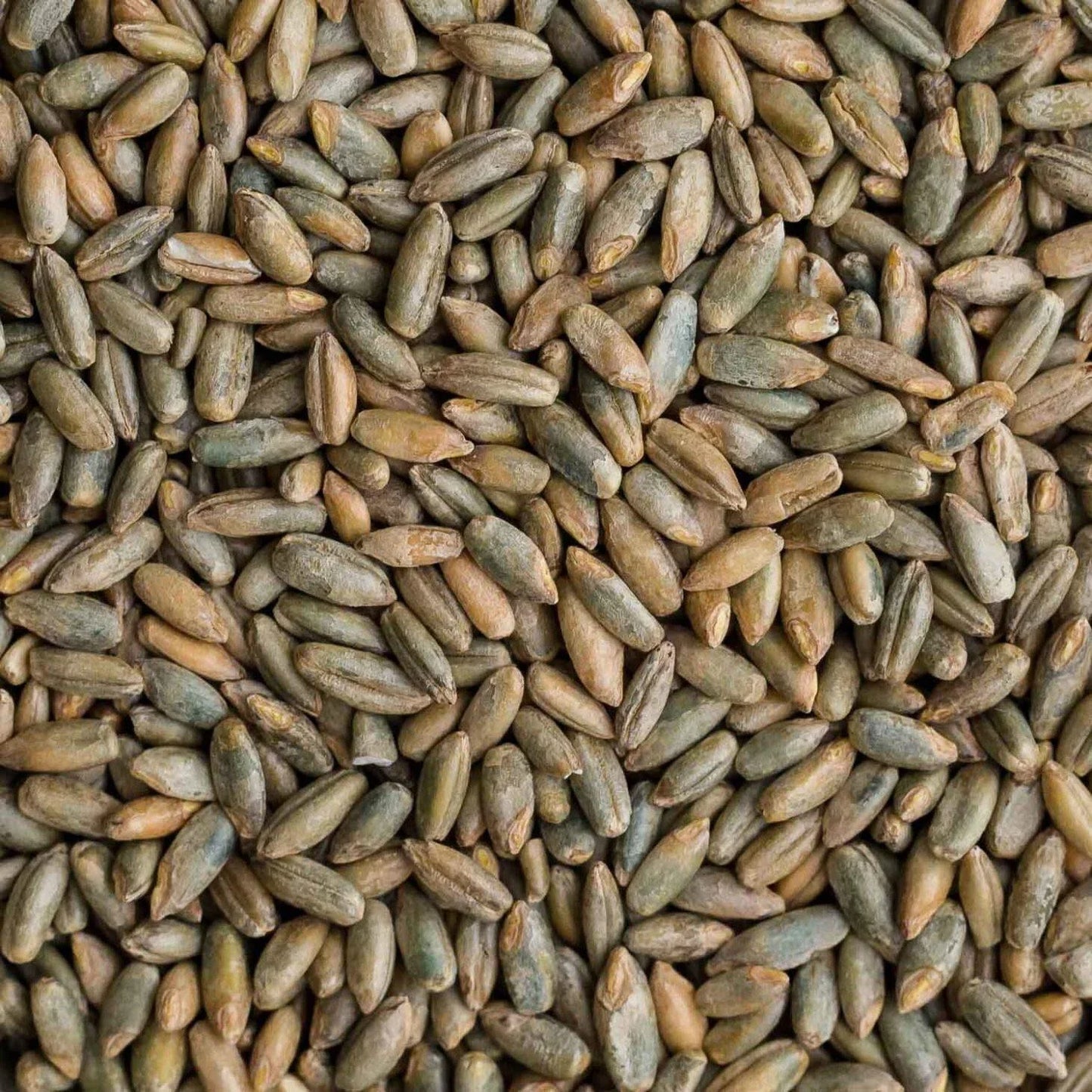 Rye Berries 4 Pounds | Whole Rye Grain | Non-GMO Bulk Dry | Ideal for Breads | Secale cereale