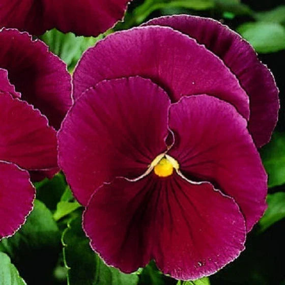 Pansy Seeds 50 Count Clear Rose Viola tricolor Non-GMO Easy Grow Garden Flowers