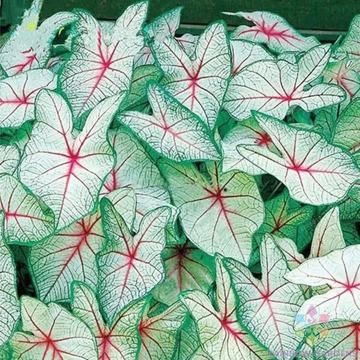 Coleus Seeds Pack - 25+ Varieties Green White Red - Plectranthus scutellarioides - Easy to Grow for Garden Planting