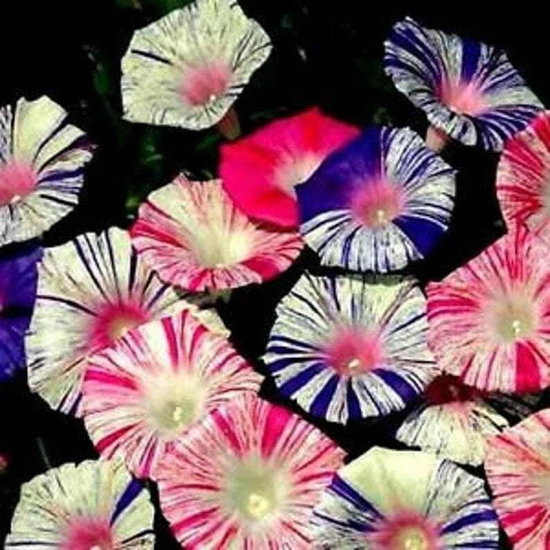 Carnival Mix Morning Glory Seeds - 20 Pack - Colorful Climbing Vine Annuals (Ipomoea purpurea) - Non-GMO