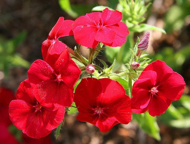 Phlox Seeds 135 Count - Drummondii Red Flower - Phlox drummondii - Non-GMO, Easy to Grow, Ideal for Gardens