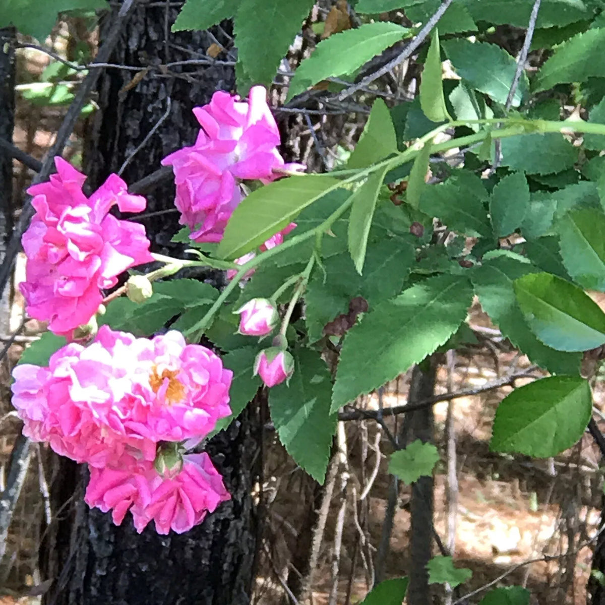 Heirloom Pink Seven Sisters Rose Cuttings - 8 Clippings - Climbing Bush Variety - Rosa 'Seven Sisters' - 6 Inch