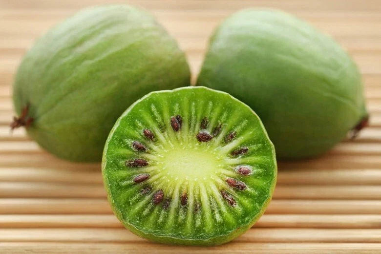 Kiwi Plant Starter - Live Rooted Cutting - Self-Pollinating Issai - Actinidia arguta - Hardy Zones 3-8