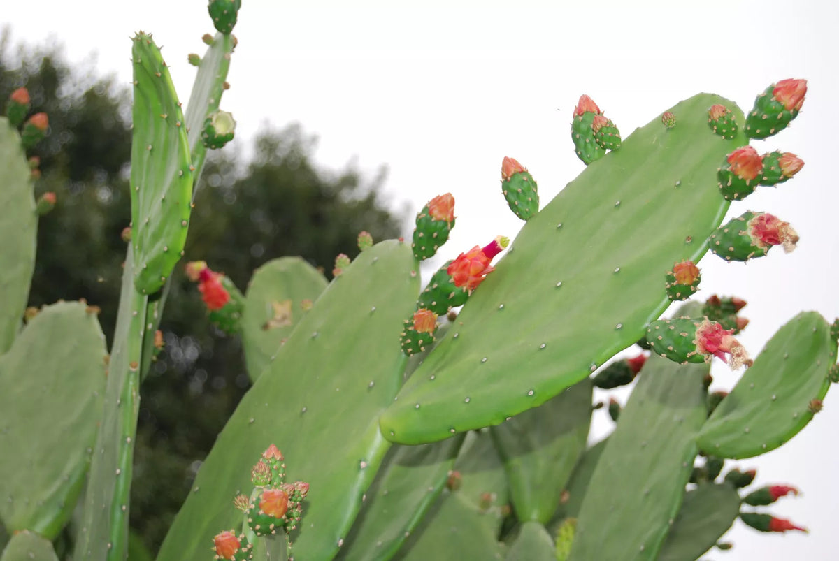 Bulk Fresh Edible Cactus Pads 100% Organic Superfood for Tortoise, Turtle, Iguana - Opuntia spp. - Nutrient-Rich Herbal Treat